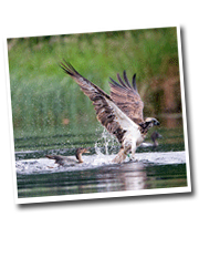 Brave Ducks Dunk Osprey!