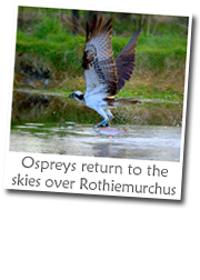 Ospreys return to the skies over Rothiemurchus