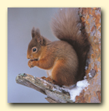 Species List