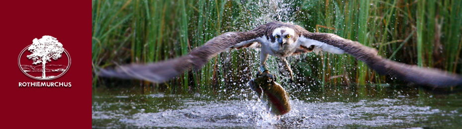 wildlife-photography01